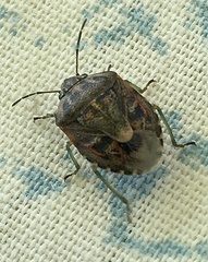 Holcogaster fibulata