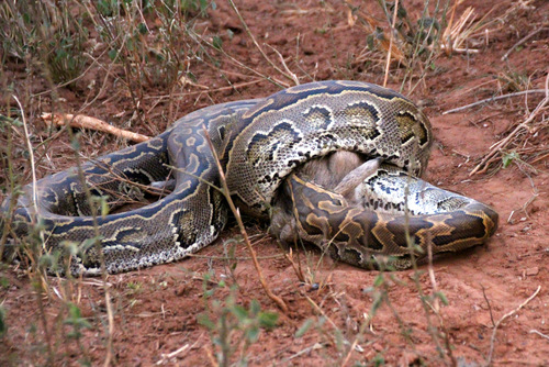 African Rock Python