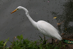 Ardea alba