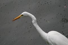 Ardea alba