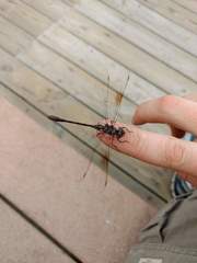 Gomphaeschna antilope