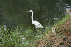 Ardea alba