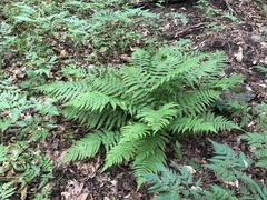 Deparia acrostichoides