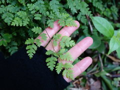 Pteris saxatilis