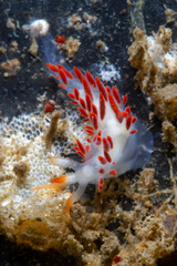Coryphella