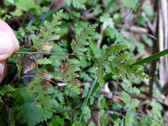 Pteris saxatilis