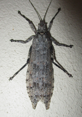 Cymatomera denticollis