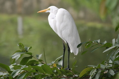 Ardea alba