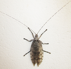 Cymatomera denticollis