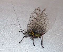 Cymatomera denticollis