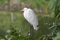 Ardea alba