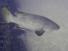 Epinephelus lanceolatus