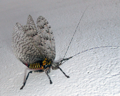 Cymatomera denticollis