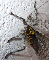 Cymatomera denticollis