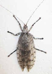 Cymatomera denticollis