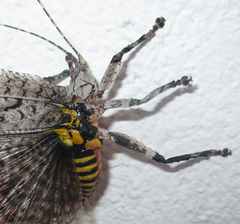 Cymatomera denticollis