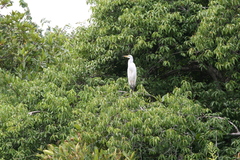 Ardea alba