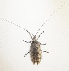 Cymatomera denticollis