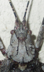 Cymatomera denticollis