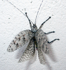 Cymatomera denticollis