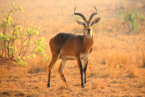Kob, Nwoya, Uganda, photo 6 of 10