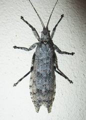 Cymatomera denticollis