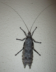Cymatomera denticollis