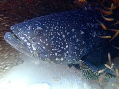 Epinephelus lanceolatus