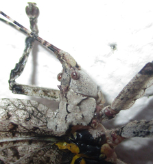 Cymatomera denticollis