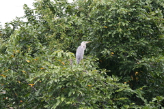 Ardea cinerea