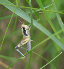 Melanoplus viridipes