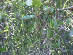 Viscum articulatum