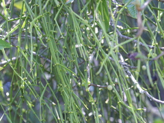 Viscum articulatum