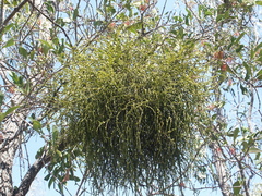 Viscum articulatum