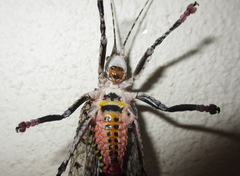 Cymatomera denticollis