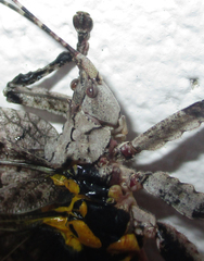 Cymatomera denticollis