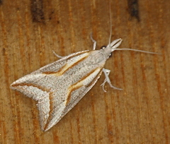 Arotrophora arcuatalis