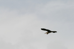 Ardea cinerea