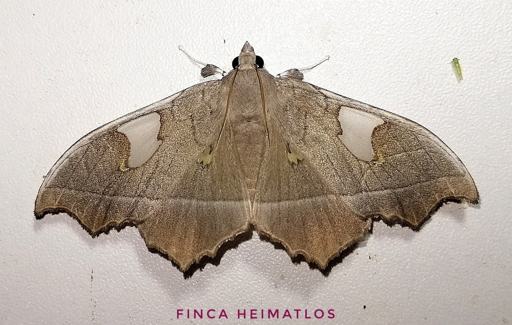Midila quadrifenestrata