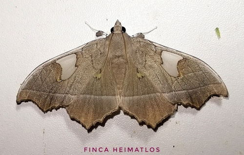 Midila quadrifenestrata