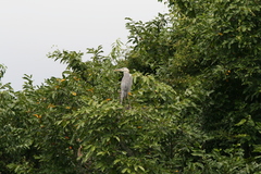 Ardea cinerea