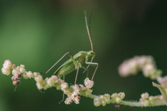 Adelphocoris lineolatus
