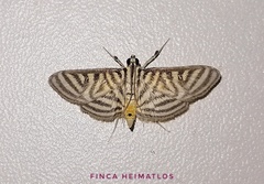 Spilomela pantheralis