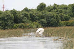 Ardea alba