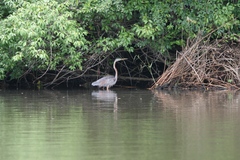 Ardea purpurea
