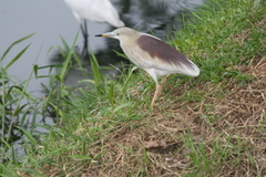 Ardeola grayii