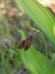 Carex aterrima