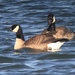 Taverner's Cackling Goose - Photo (c) Christian Hagenlocher, some rights reserved (CC BY-NC), uploaded by Christian Hagenlocher