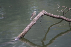 Ardeola grayii