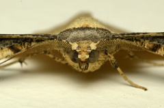 Gonodontis
